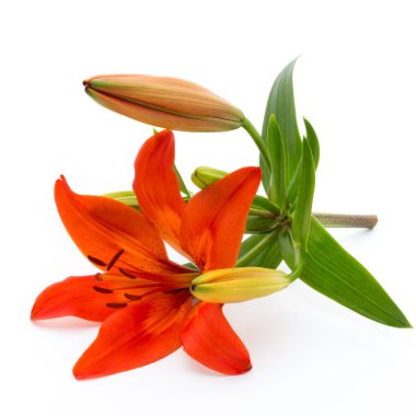 Tomurcuklu Lilly çiçeği beyaz bir arkaplanda izole edilmiş.