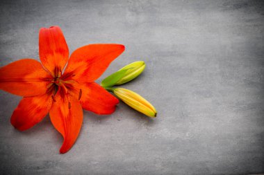 Gri arka planda tomurcukları olan zambak çiçeği..