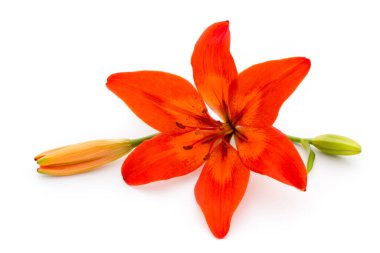 Tomurcuklu Lilly çiçeği beyaz bir arkaplanda izole edilmiş.