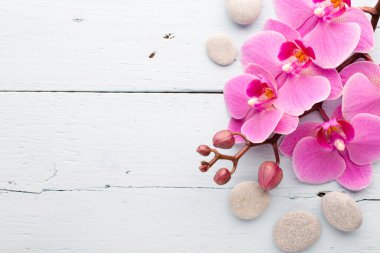 Tomurcuklu pembe orkide. Tebrik kartı.