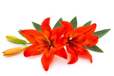 Tomurcuklu Lilly çiçeği beyaz bir arkaplanda izole edilmiş.