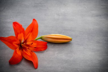 Gri arka planda tomurcukları olan zambak çiçeği..