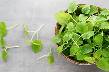 Gri arkaplanda taze çiğ nane yaprakları.