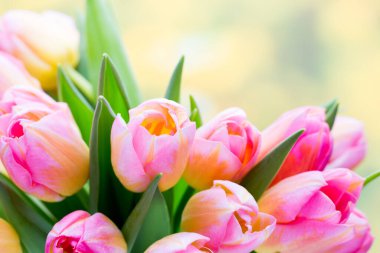 Bahar çiçekleri. Bokeh arka planında lale buketi.