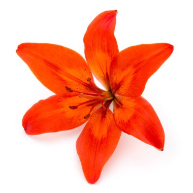 Tomurcuklu Lilly çiçeği beyaz bir arkaplanda izole edilmiş.