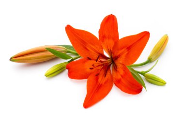 Tomurcuklu Lilly çiçeği beyaz bir arkaplanda izole edilmiş.