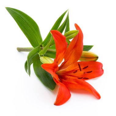 Tomurcuklu Lilly çiçeği beyaz bir arkaplanda izole edilmiş.