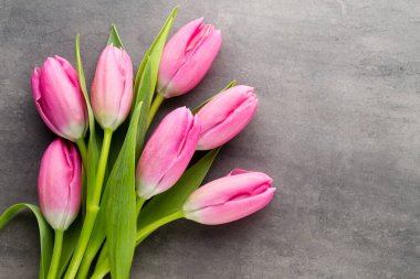 Laleler pembe, gri arka planda..