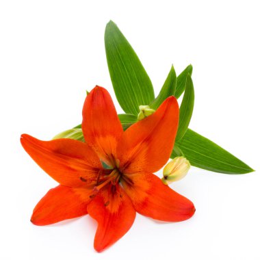Tomurcuklu Lilly çiçeği beyaz bir arkaplanda izole edilmiş.