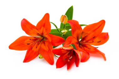 Tomurcuklu Lilly çiçeği beyaz bir arkaplanda izole edilmiş.