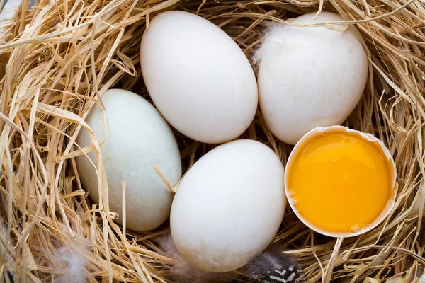 Kachní Vejce Hnízdo Jarní Velikonoční Symbol — Stock fotografie
