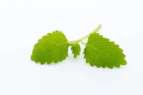 Fresh Raw Mint Leaves Isolated White Background — Stock Photo, Image