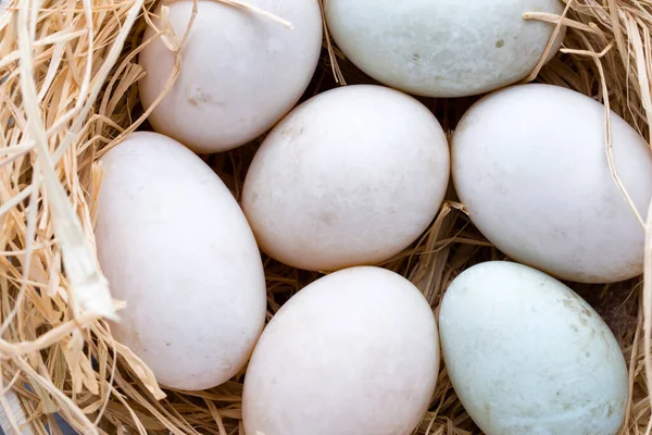 Nido Huevos Pato Primavera Símbolo Pascua —  Fotos de Stock