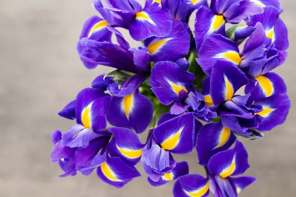 Lila Iris Blumenvase Auf Dem Hintergrund — Stockfoto