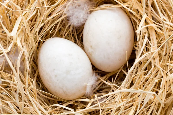 Ninho Ovos Pato Símbolo Páscoa Primavera — Fotografia de Stock