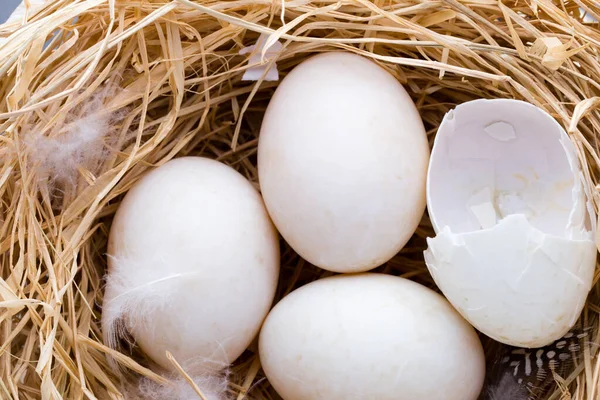 Nido Huevos Pato Primavera Símbolo Pascua —  Fotos de Stock