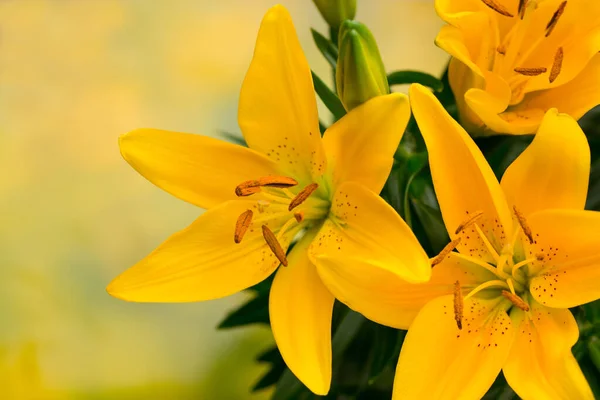 Lily Flor Com Botões Fundo Cinza — Fotografia de Stock