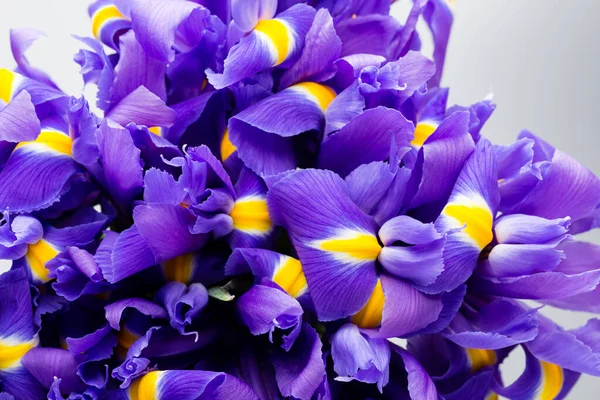 Iris Flowers Background Spring Floral Patern — Stock Photo, Image