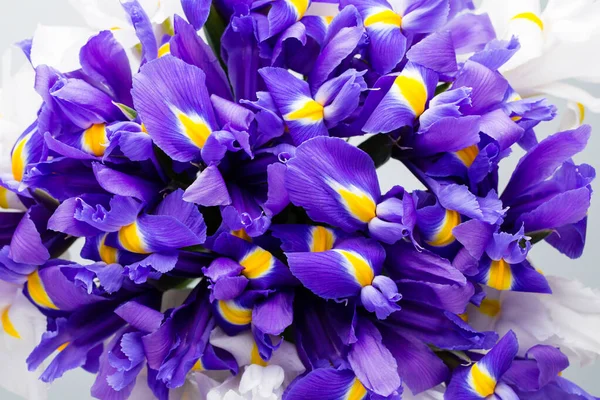 Iris Flowers Background Spring Floral Patern — Stock Photo, Image