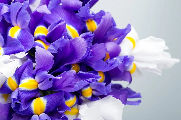 Iris Květiny Pozadí Jarní Květinové Patern — Stock fotografie