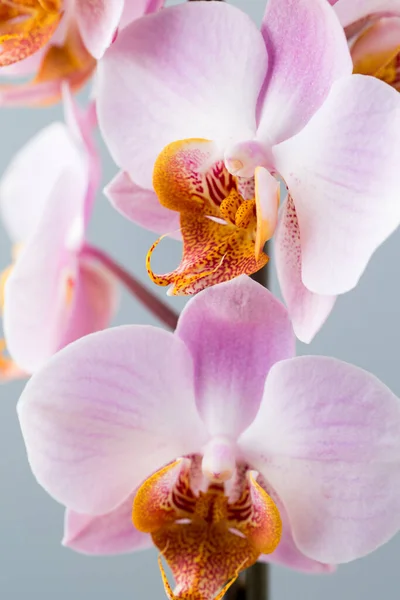 Orquídea Floreció Fondo Gris —  Fotos de Stock