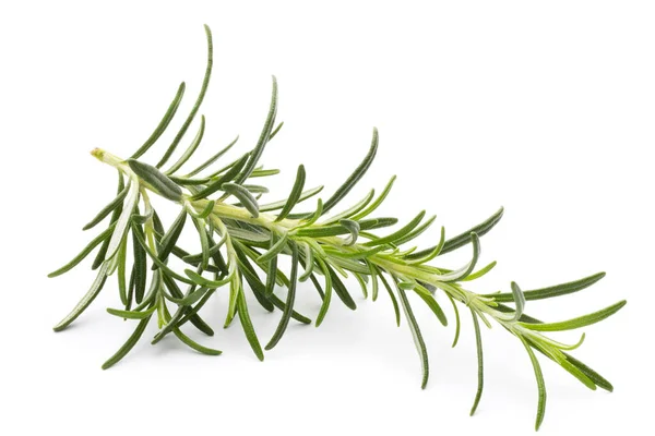 Rosemary Twig Isolated White Background — Stock Photo, Image