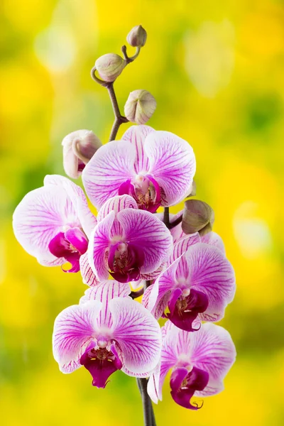 Orchidea Kwiat Szarym Tle — Zdjęcie stockowe