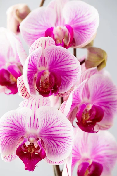 Orchidea Kwiat Szarym Tle — Zdjęcie stockowe