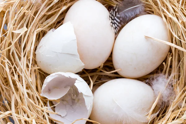 Eend Eieren Nest Lente Pasen Symbool — Stockfoto