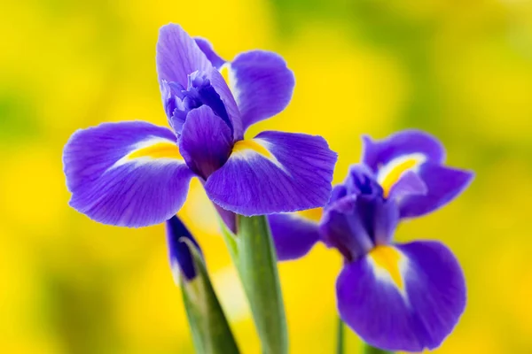 Iris Blume Auf Dem Gelben Hintergrund — Stockfoto