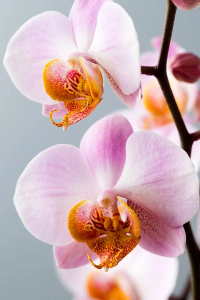 Floweron Orchid Fundo Cinzento — Fotografia de Stock