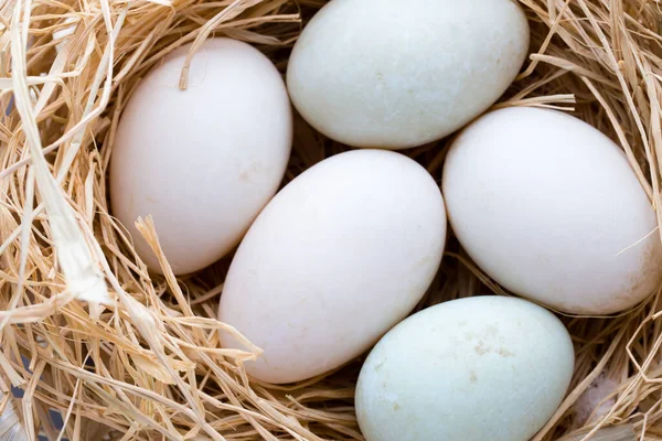 アヒルの卵の巣春のイースターシンボル — ストック写真