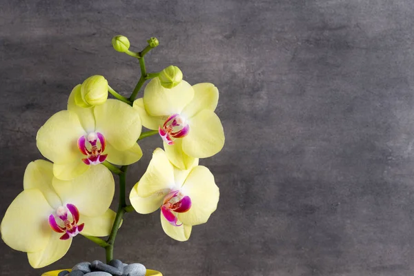 Sárga Orchidea Szürke Háttér — Stock Fotó