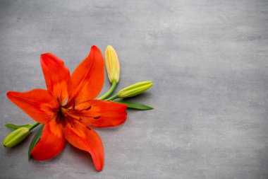 Gri arka planda tomurcukları olan zambak çiçeği..