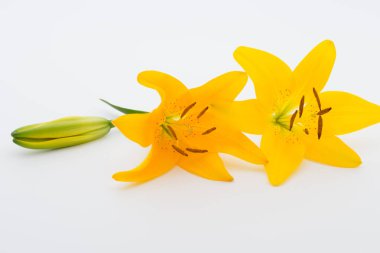 Beyaz arka planda tomurcukları olan Lilly çiçeği..