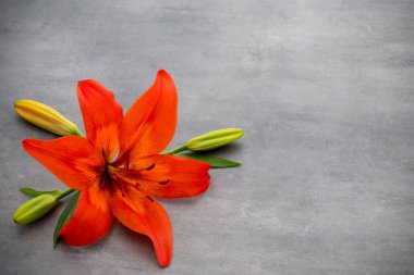 Gri arka planda tomurcukları olan zambak çiçeği..