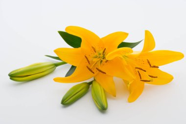 Beyaz arka planda tomurcukları olan Lilly çiçeği..