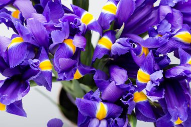 İris çiçekleri arka plan, bahar çiçekleri..