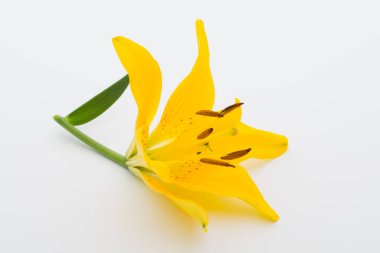 Beyaz arka planda tomurcukları olan Lilly çiçeği..