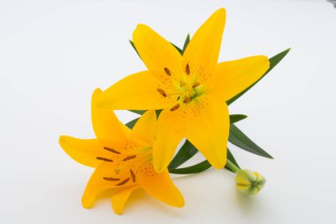 Beyaz arka planda tomurcukları olan Lilly çiçeği..