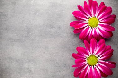 Sarı arka planda pembe kasımpatı.