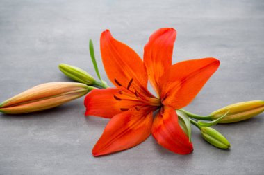 Gri arka planda tomurcukları olan zambak çiçeği..