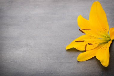 Gri arka planda tomurcukları olan zambak çiçeği.