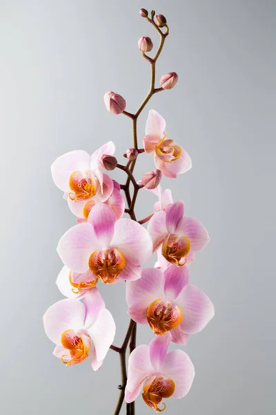 Orchidea Virág Szürke Háttér — Stock Fotó