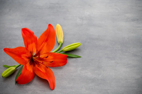 Gri arka planda tomurcukları olan zambak çiçeği..