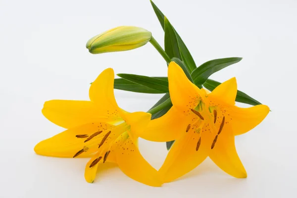 Lilly Flower Buds White Background — Stock Photo, Image