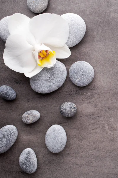 Spa Stones White Orchid Grey Background — Stock Photo, Image