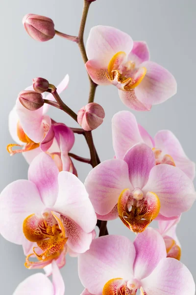 Orchid Flower Grey Background — Stock Photo, Image
