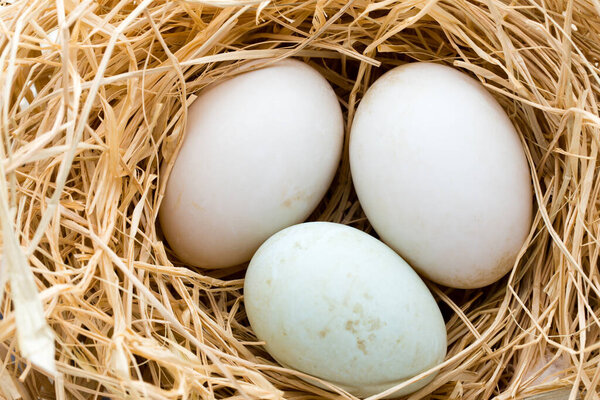 Duck eggs nest, spring Easter symbol.