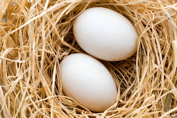 Φωλιά Αυγών Πάπιας Σύμβολο Πάσχα Άνοιξη — Φωτογραφία Αρχείου